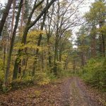 Wycieczka biegowa po lasach przy Olesnicy
