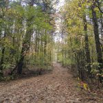 Wycieczka biegowa po lasach przy Olesnicy